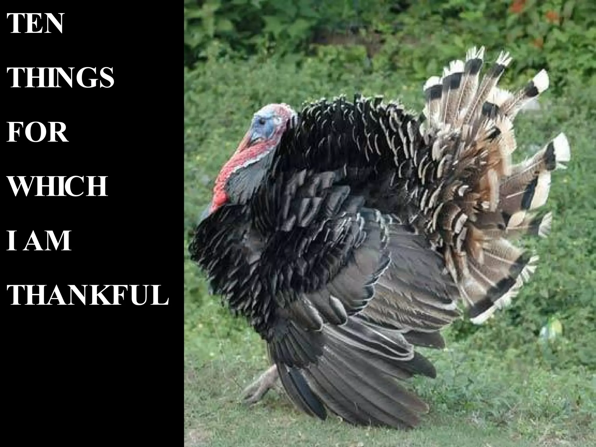 TEN THINGS FOR WHICH I AM THANKFUL