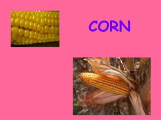 CORN 