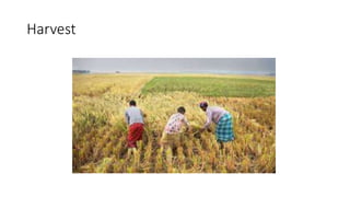 Harvest
 