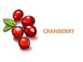 CRANBERRY