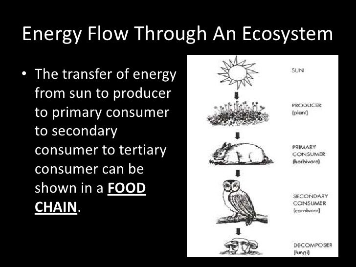 energy flow in an ecosystem how does energy flow through an ecosystem