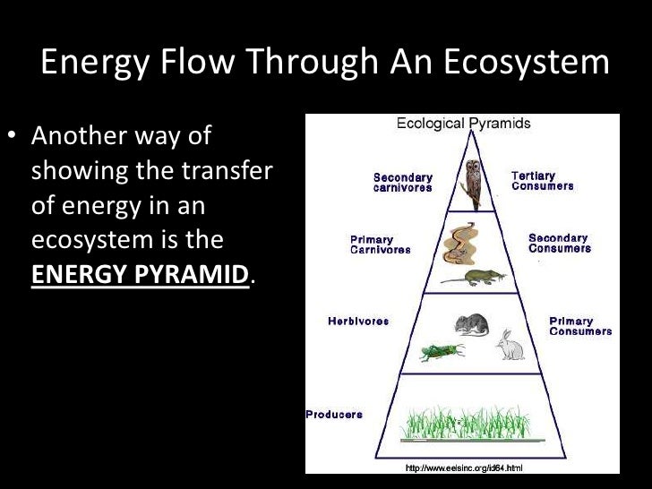 Energy Flow In Ecosystem Diagram