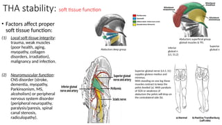 THA stability: soft tissue function
• Factors affect proper
soft tissue function:
(1) Local soft tissue integrity:
trauma, weak muscles
(poor health, aging,
myopathy, collagen
disorders, irradiation),
malignancy and infection.
(2) Neuromuscular function:
CNS disorder (stroke,
dementia, myopathy,
Parkinsonism, MS,
alcoholism) or peripheral
nervous system disorder
(peripheral neuropathy,
paralysis/paresis, spinal
canal stenosis,
radiculopathy).
inferior
gluteal n
(L5, S1,2)
Superior
gluteal n
Superior gluteal nerve (L4,5, S1)
supplies gluteus medius and
minimus.
With standing on one leg these
muscles contract to keep the
pelvis leveled (a). With paralysis
of SGN or weakness of
abductors the pelvis will drop on
the contralateral side (b).
Abductors superficial group:
gluteal muscles & TFL
Abductors deep group
 