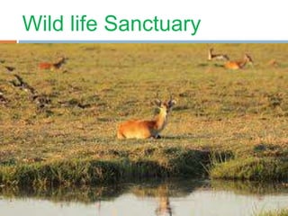Wild life Sanctuary
 