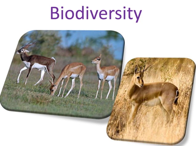 Thar Desert PPT