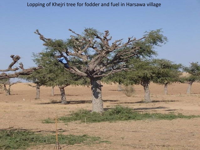 Thar Desert PPT