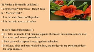 thar Desert Shoaib ppt^ (2)-1.pptx