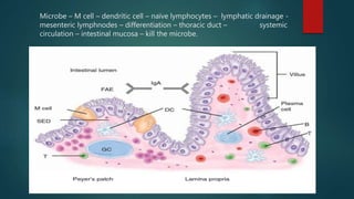 anatomy and physiology of small intestine | PPTX