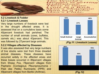 5.2 Livestock & Fodder 
5.2.1 Livestock Losses 
Very large numbers of livestock were lost 
in the drought affected areas. It is 
assessed that on a cumulative basis some 
40percent livestock had perished. The 
number of small animals (cows, buffalos, 
camels etc.) was about 43percent. This 
was followed by 27percent large animals. (Fig.11: Livestock Losses) 
5.2.2 Villages affected by Diseases 
It was also assessed that very large numbers 
of live stocks were lost from three dreaded 
animal diseases. These diseases have 
occurred widely in the affected areas and 
these losses occurred in 89percent villages 
from Sheep Pox, 78percent villages from 
Pephario (Contagious Pleuropneumonia / 
Pest des Petits) Ruminants (PPR) and 
49percent villages from Barkki (Anthrax). (Fig.12) 
 