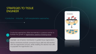STRATEGIES TO TISSUE
ENGINEER
Conductive approaches utilize biomaterials in a passive manner to
facilitate the growth or regenerative capacity of existing tissue.
Example- use of barrier membranes in guided tissue regeneration.
Barrier membrane exclude connective tissue cells that will interfere
with the regenerative process, while enabling the desired host cells
to populate the regeneration site
-Conductive -Inductive -Cell transplantation approaches.
 
