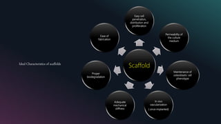 Ideal Characteristics of scaffolds
Scaffold
Easy cell
penetration,
distribution and
proliferation
Permeability of
the culture
medium
Maintenance of
osteoblastic cell
phenotype
In vivo
vascularization
( once implanted)
Adequate
mechanical
stiffness
Proper
biodegradation
Ease of
fabrication
 