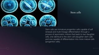 Stem cells
Stem cells are immature progenitor cells capable of self
renewal and multi-lineage differentiation through a
process of asymmetric mitosis that leads to two daughter
cells, one identical to the stem cell (daughter stem cell)
and one capable of differentiation into more mature cells
(progenitor cells).
 