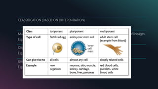 CLASSIFICATION (BASED ON DIFFERENTIATION)
Multipotent: the potential to give rise to cells from multiple, but a limited number of lineages.
E.g.: mesenchymal stem cells
Oligopotent: the capacity to differentiate into a few cell types.
E.g. Myeloid stem cells
Unipotent: the ability to differentiate into only one type of cells.
E.g. Skin.
 