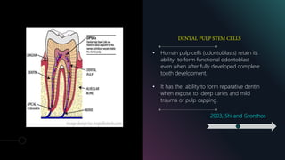 DENTAL PULP STEM CELLS
• Human pulp cells (odontoblasts) retain its
ability to form functional odontoblast
even when after fully developed complete
tooth development.
• It has the ability to form reparative dentin
when expose to deep caries and mild
trauma or pulp capping.
2003, Shi and Gronthos
 