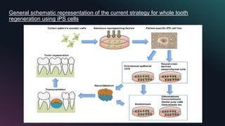 General schematic representation of the current strategy for whole tooth
regeneration using iPS cells
 