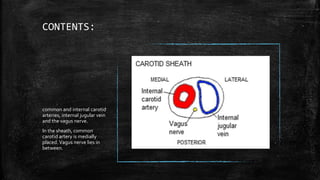 CONTENTS:
common and internal carotid
arteries, internal jugular vein
and the vagus nerve.
In the sheath, common
carotid artery is medially
placed. Vagus nerve lies in
between.
 