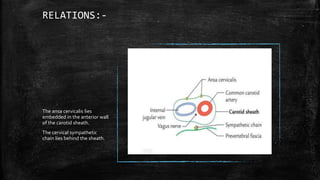 RELATIONS:-
The ansa cervicalis lies
embedded in the anterior wall
of the carotid sheath.
The cervical sympathetic
chain lies behind the sheath.
 