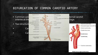 BIFURCATION OF COMMON CAROTID ARTERY
▪ Common carotid artery bifurcates into external and internal carotid
arteries at the level of upper border of the thyroid cartilage.
▪ Two structures of importance at the bifurcation are
▪ Carotid sinus
▪ Carotid body
 