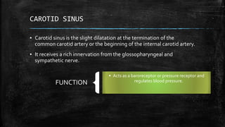 CAROTID SINUS
▪ Carotid sinus is the slight dilatation at the termination of the
common carotid artery or the beginning of the internal carotid artery.
▪ It receives a rich innervation from the glossopharyngeal and
sympathetic nerve.
FUNCTION
• Acts as a baroreceptor or pressure receptor and
regulates blood pressure.
 