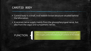 CAROTID BODY
▪ Carotid body is a small, oval reddish-brown structure situated behind
the bifurcation.
▪ It receives nerve supply mainly from the glossopharyngeal nerve, but
also from the vagus and sympathetic nerves.
 