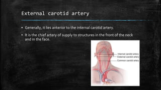 External carotid artery
▪ Generally, it lies anterior to the internal carotid artery.
▪ It is the chief artery of supply to structures in the front of the neck
and in the face.
 