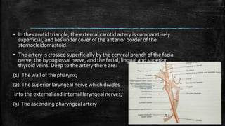 ▪ In the carotid triangle, the external carotid artery is comparatively
superficial, and lies under cover of the anterior border of the
sternocleidomastoid.
▪ The artery is crossed superficially by the cervical branch of the facial
nerve, the hypoglossal nerve, and the facial, lingual and superior
thyroid veins. Deep to the artery there are:
(1) The wall of the pharynx;
(2) The superior laryngeal nerve which divides
into the external and internal laryngeal nerves;
(3) The ascending pharyngeal artery
 