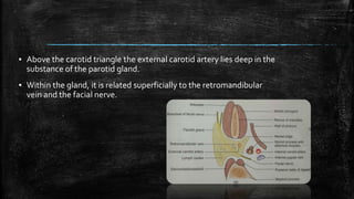 ▪ Above the carotid triangle the external carotid artery lies deep in the
substance of the parotid gland.
▪ Within the gland, it is related superficially to the retromandibular
vein and the facial nerve.
 