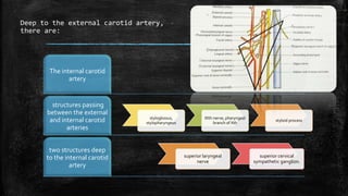 Deep to the external carotid artery,
there are:
The internal carotid
artery
structures passing
between the external
and internal carotid
arteries
two structures deep
to the internal carotid
artery
styloglossus,
stylopharyngeus
IXth nerve, pharyngeal
branch of Xth
styloid process
superior laryngeal
nerve
superior cervical
sympathetic ganglion.
 