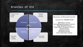 Branches of ECA
• Ascending
pharyngeal
• Superficial
temporal
• Maxillary
• Posterior
auricular
• Occipital
• Superior thyroid
• Lingual
• Facial
ANTERIOR POSTERIOR
MEDIALTERMINAL
 