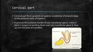 Cervical part
▪ Cervical part Runs upwards on superior constrictor of pharynx deep
to the posterior belly of digastric.
▪ It grooves the posterior border of sub-mandibular gland, makes S-
bend [2 loops] 1st winding down over sub-mandibular gland & then
up over the base of mandible.
 