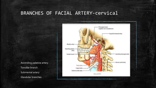 BRANCHES OF FACIAL ARTERY-cervical
Ascending palatine artery
Tonsillar branch
Submental artery
Glandular branches
 