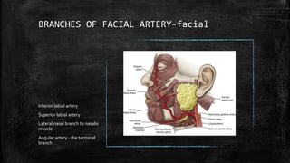BRANCHES OF FACIAL ARTERY-facial
Inferior labial artery
Superior labial artery
Lateral nasal branch to nasalis
muscle
Angular artery - the terminal
branch
 