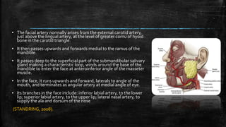 ▪ The facial artery normally arises from the external carotid artery,
just above the lingual artery, at the level of greater cornu of hyoid
bone in the carotid triangle.
▪ It then passes upwards and forwards medial to the ramus of the
mandible.
▪ It passes deep to the superficial part of the submandibular salivary
gland making a characteristic loop, winds around the base of the
mandible to enter the face at anteroinferior angle of the masseter
muscle.
▪ In the face, it runs upwards and forward, laterals to angle of the
mouth, and terminates as angular artery at medial angle of eye.
▪ Its branches in the face include: inferior labial artery, to the lower
lip; superior labial artery, to the upper lip; lateral nasal artery, to
supply the ala and dorsum of the nose
(STANDRING, 2008).
 