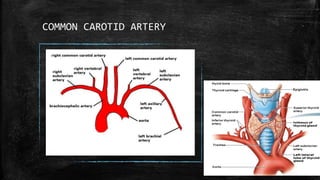 COMMON CAROTID ARTERY
 
