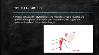TONSILLAR ARTERY:
▪ Passes between the styloglossus and medial pterygoid muscles and
pierces the superior pharyngeal constrictor muscle to supply the
palatine tonsil and the posterior tongue.
 