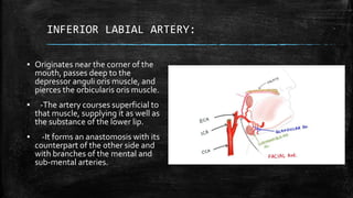INFERIOR LABIAL ARTERY:
▪ Originates near the corner of the
mouth, passes deep to the
depressor anguli oris muscle, and
pierces the orbicularis oris muscle.
▪ -The artery courses superficial to
that muscle, supplying it as well as
the substance of the lower lip.
▪ -It forms an anastomosis with its
counterpart of the other side and
with branches of the mental and
sub-mental arteries.
 