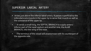 SUPERIOR LABIAL ARTERY
▪ Arises just above the inferior labial artery. It passes superficial to the
orbicularis oris muscle in the upper lip to serve that muscle as well as
the substance of the upper lip.
▪ - It sends a small twig, the SEPTAL BRANCH to supply antero-
inferior part of the nasal septum and another one, the ALAR
BRANCH, into the wing of the nose.
▪ -The terminus of the vessel will anastomose with its counterpart of
the opposite side.
 