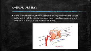 ANGULAR ARTERY:
▪ Is the terminal continuation of the facial artery, supplying the tissues
in the vicinity of the medial corner of the eye and anastomosing with
dorsal nasal branch of the ophthalmic artery.
 
