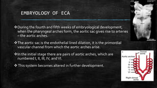EMBRYOLOGY OF ECA
During the fourth and fifth weeks of embryological development,
when the pharyngeal arches form, the aortic sac gives rise to arteries
– the aortic arches.
The aortic sac is the endothelial lined dilation, it is the primordial
vascular channel from which the aortic arches arise.
In the initial stage there are pairs of aortic arches, which are
numbered I, II, III, IV, andVI.
This system becomes altered in further development.
 