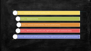 Arch 1 - mainly lost, form part of maxillary artery
Arch 2 - stapedial arteries
Arch 3 - common carotid arteries, internal carotid arteries
Arch 4 - left forms part of aortic arch, right forms part right subclavian artery
Arch 6 - left forms part of left pulmonary artery , right forms part of right pulmonary artery
 