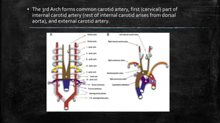 ▪ The 3rd Arch forms common carotid artery, first (cervical) part of
internal carotid artery (rest of internal carotid arises from dorsal
aorta), and external carotid artery.
 