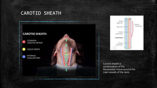 CAROTID SHEATH
Carotid sheath is
condensation of the
fibroareolar tissue around the
main vessels of the neck.
 