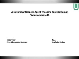 A Natural Anticancer Agent Thaspine Targets Human
                      Topoisomerase IB




Supervisor                              By…
Prof. Alessandro Desideri               Prafulla Katkar
 