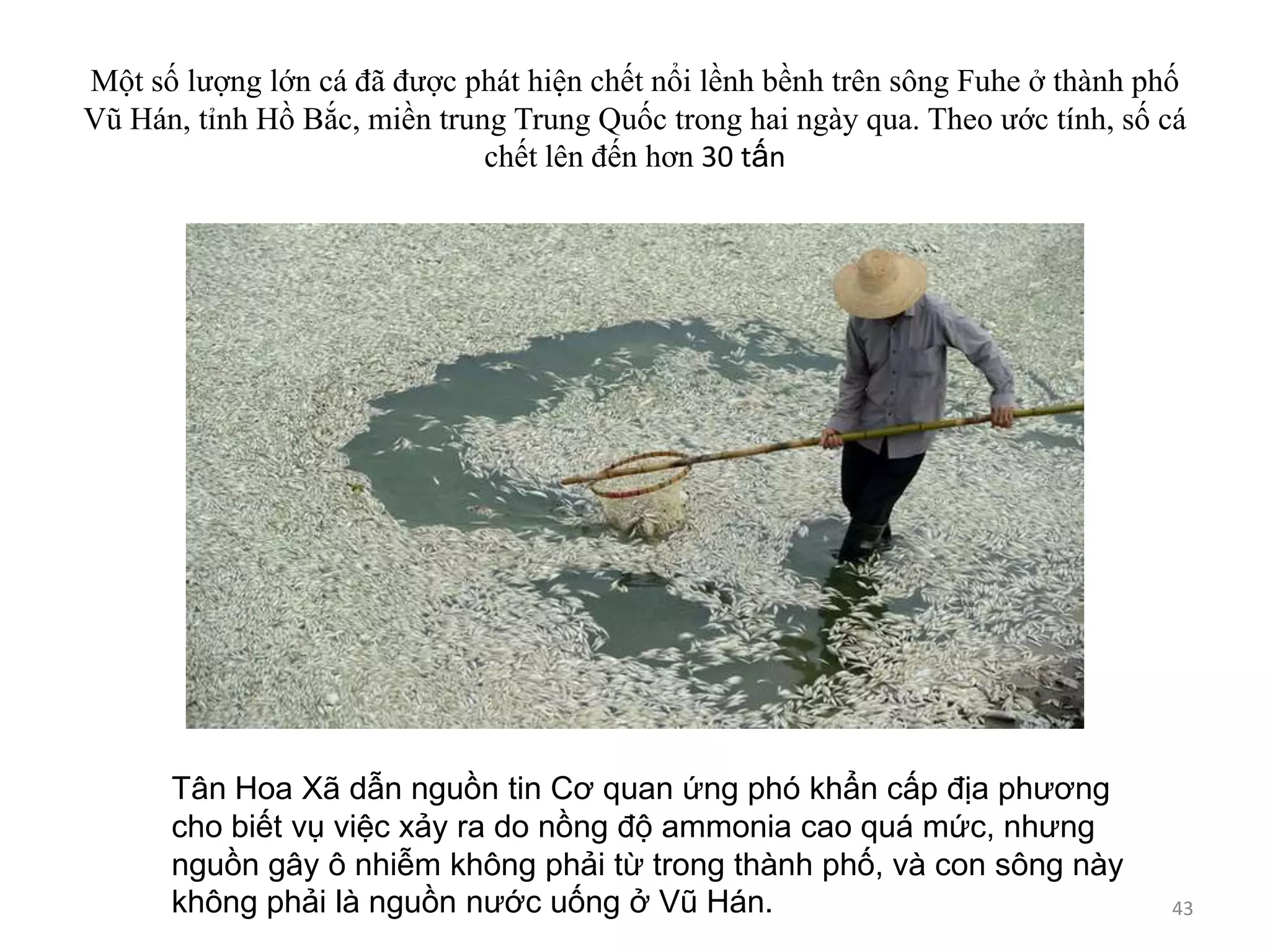 Một số lượng lớn cá đã được phát hiện chết nổi lềnh bềnh trên sông Fuhe ở thành phố
Vũ Hán, tỉnh Hồ Bắc, miền trung Trung Quốc trong hai ngày qua. Theo ước tính, số cá
chết lên đến hơn 30 tấn

Tân Hoa Xã dẫn nguồn tin Cơ quan ứng phó khẩn cấp địa phương
cho biết vụ việc xảy ra do nồng độ ammonia cao quá mức, nhưng
nguồn gây ô nhiễm không phải từ trong thành phố, và con sông này
không phải là nguồn nước uống ở Vũ Hán.

43

 