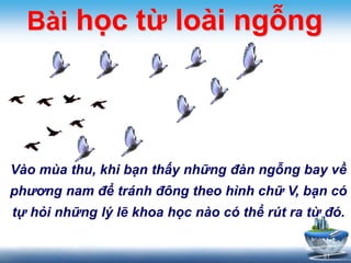 51 
Bài học từ loài ngỗng 
Vào mùa thu, khi bạn thấy những đàn ngỗng bay về 
phương nam để tránh đông theo hình chữ V, bạn có 
tự hỏi những lý lẽ khoa học nào có thể rút ra từ đó. 
 