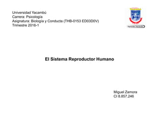 Universidad Yacambú
Carrera: Psicología
Asignatura: Biología y Conducta (THB-0153 ED03D0V)
Trimestre 2016-1
El Sistema Reproductor Humano
Miguel Zamora
CI 8.857.246
 