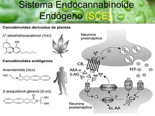 Sistema Endocannabinoide
Endógeno (SCE).
 