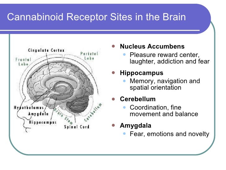 ÎÏÎ¿ÏÎ­Î»ÎµÏÎ¼Î± ÎµÎ¹ÎºÏÎ½Î±Ï Î³Î¹Î± brain cannabinoid area