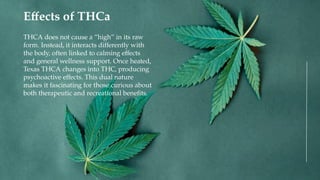 THCA does not cause a “high” in its raw
form. Instead, it interacts differently with
the body, often linked to calming effects
and general wellness support. Once heated,
Texas THCA changes into THC, producing
psychoactive effects. This dual nature
makes it fascinating for those curious about
both therapeutic and recreational benefits.
Effects of THCa
 