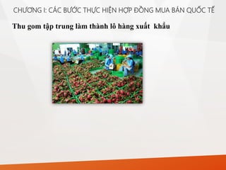 Thu gom tập trung làm thành lô hàng xuất khẩu
CHƯƠNG I: CÁC BƯỚC THỰC HIỆN HỢP ĐỒNG MUA BÁN QUỐC TẾ
 